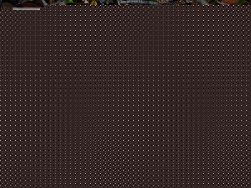 ins在哪里更新版本vivo ins在哪里更新版本vivo