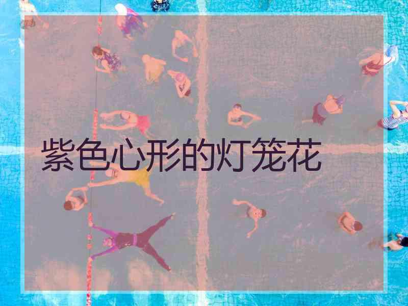 紫色心形的灯笼花 紫色心形的灯笼花