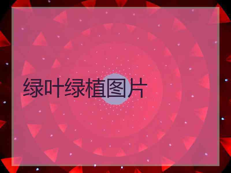绿叶绿植图片 绿叶绿植图片