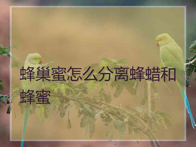 蜂巢蜜怎么分离蜂蜡和蜂蜜 蜂巢蜜怎么分离蜂蜡和蜂蜜