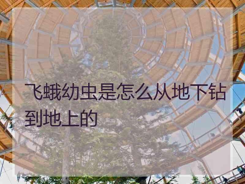 飞蛾幼虫是怎么从地下钻到地上的 飞蛾幼虫是怎么从地下钻到地上的