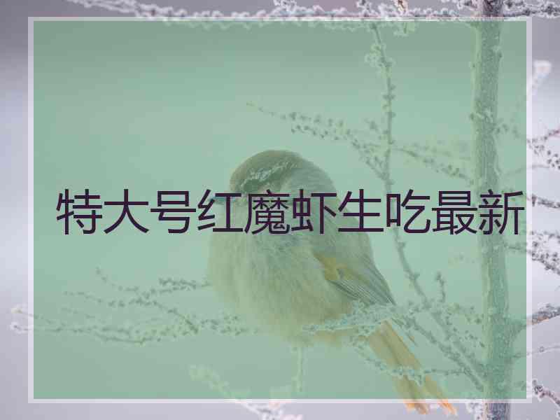 特大号红魔虾生吃最新 特大号红魔虾生吃最新