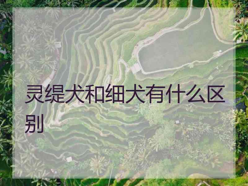 灵缇犬和细犬有什么区别