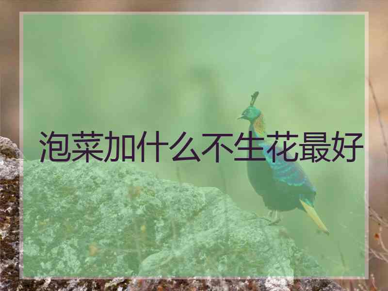 泡菜加什么不生花最好