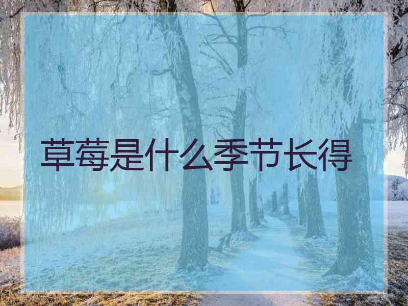 草莓是什么季节长得