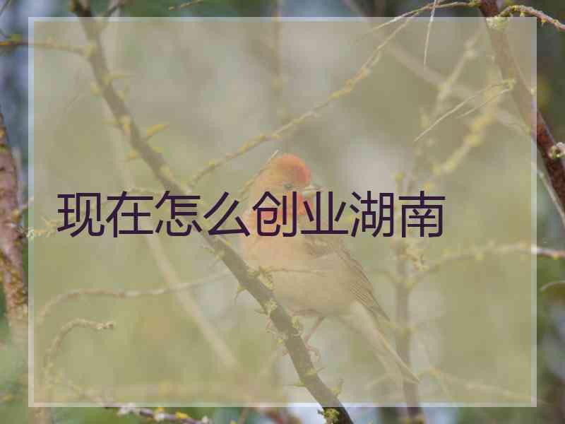 现在怎么创业湖南