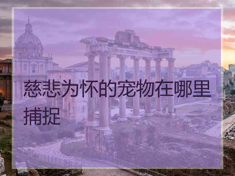 慈悲为怀的宠物在哪里捕捉