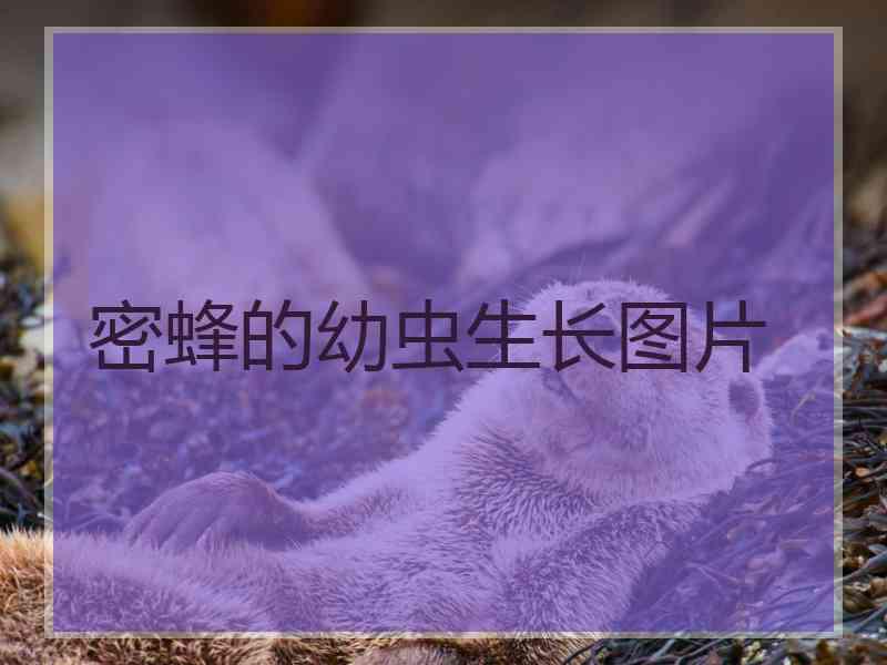 密蜂的幼虫生长图片