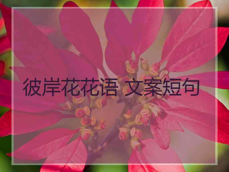 彼岸花花语 文案短句