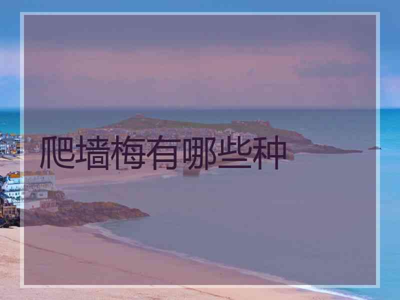 爬墙梅有哪些种