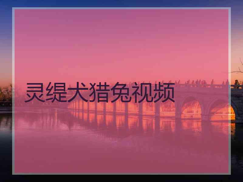 灵缇犬猎兔视频