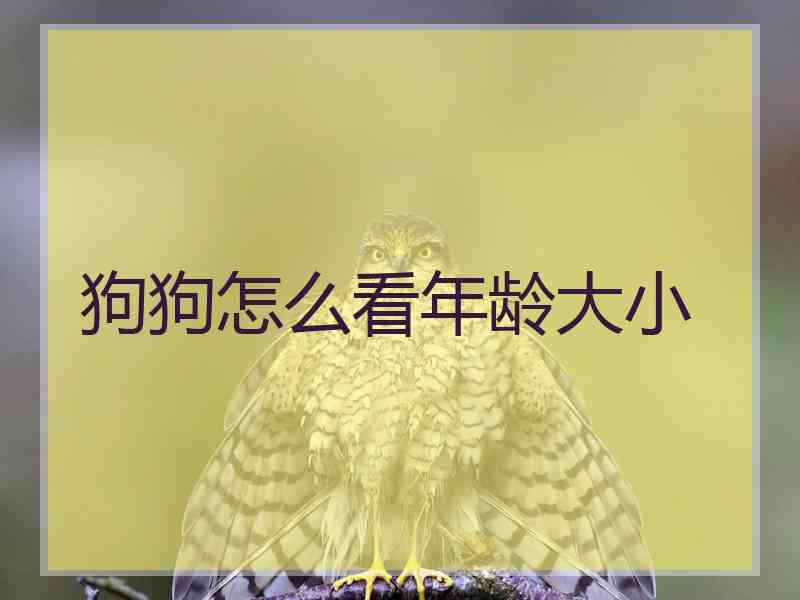 狗狗怎么看年龄大小