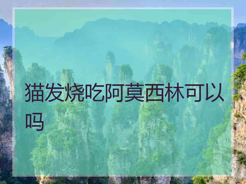 猫发烧吃阿莫西林可以吗