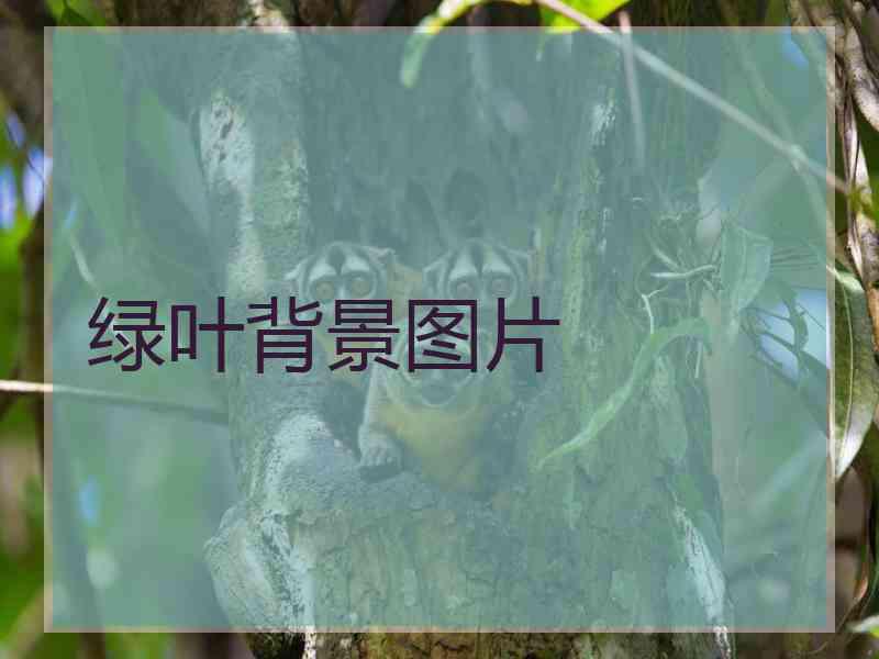 绿叶背景图片