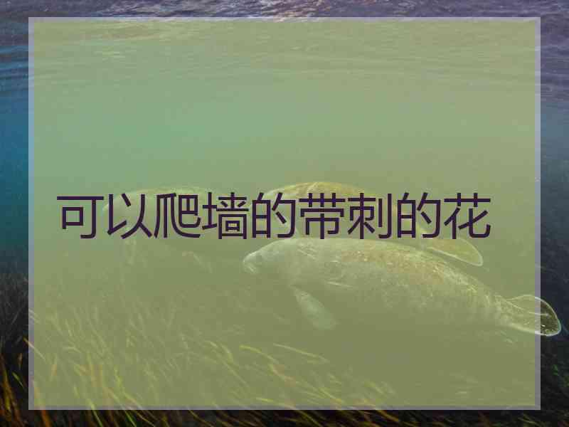 可以爬墙的带刺的花