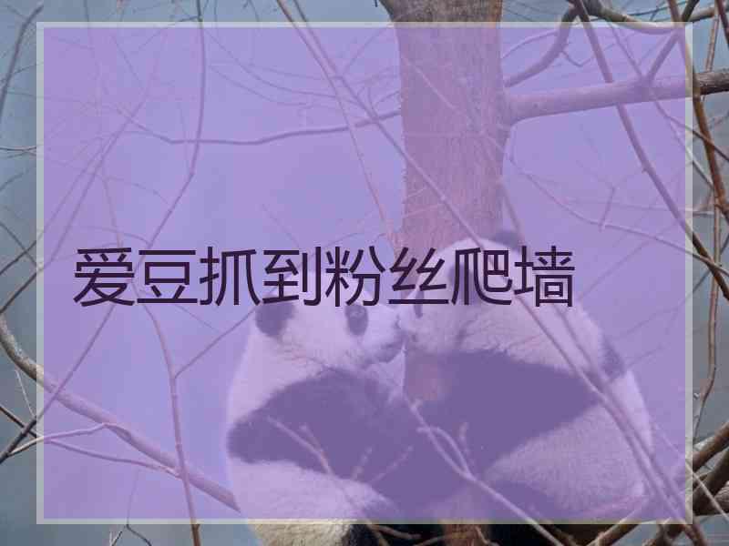 爱豆抓到粉丝爬墙