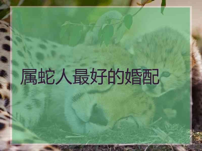 属蛇人最好的婚配