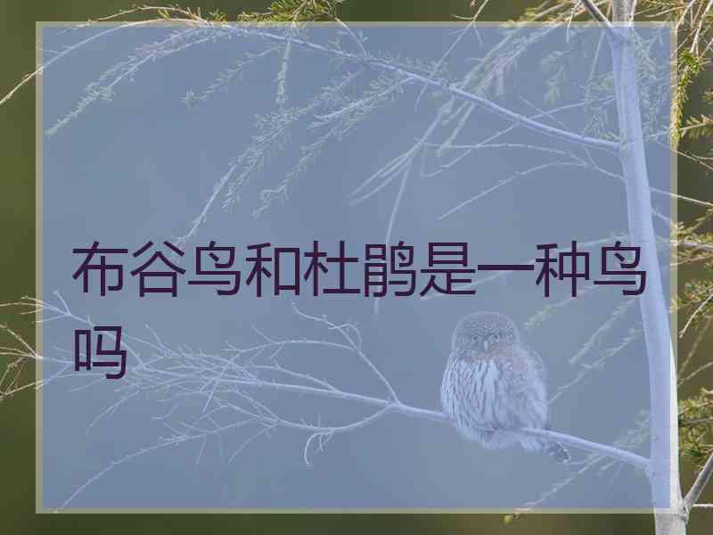 布谷鸟和杜鹃是一种鸟吗