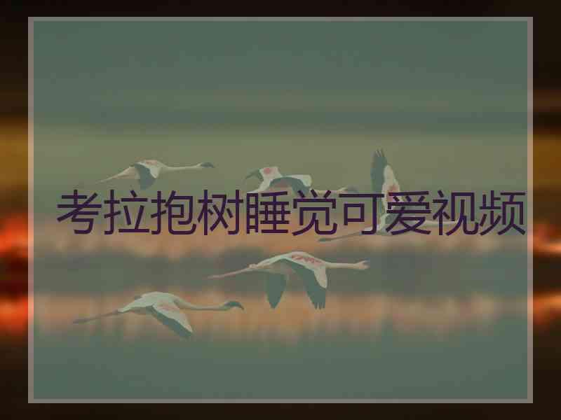 考拉抱树睡觉可爱视频