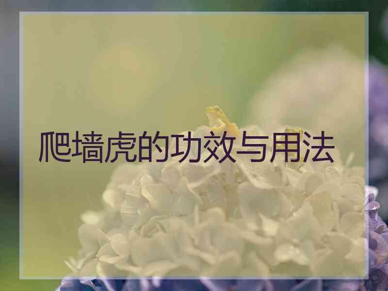 爬墙虎的功效与用法