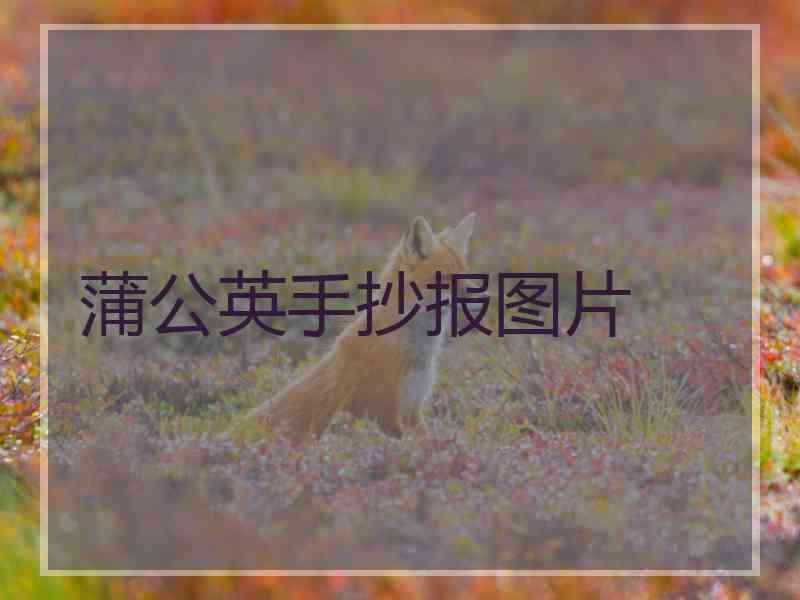 蒲公英手抄报图片