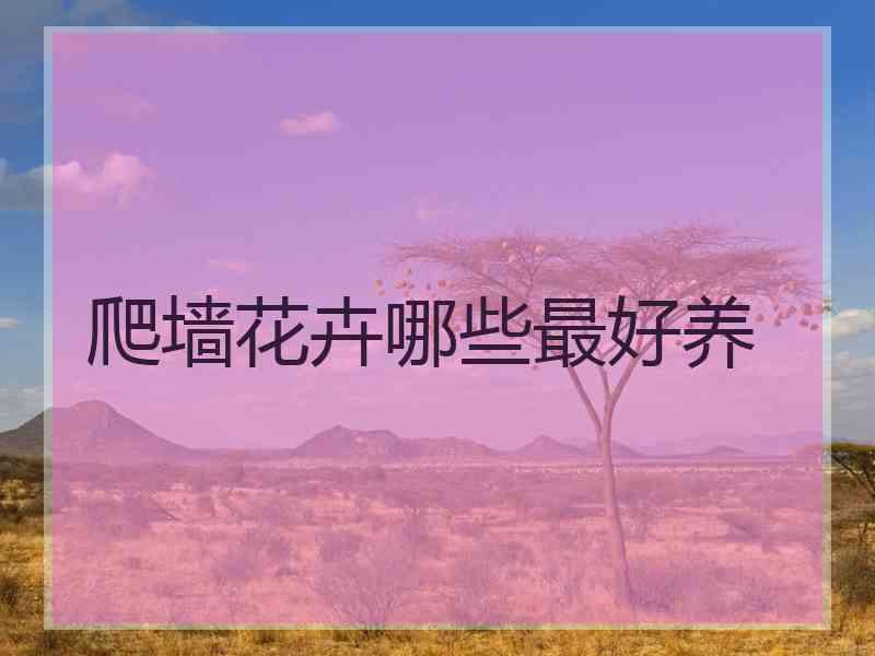 爬墙花卉哪些最好养