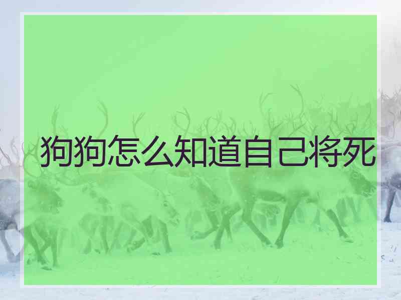 狗狗怎么知道自己将死
