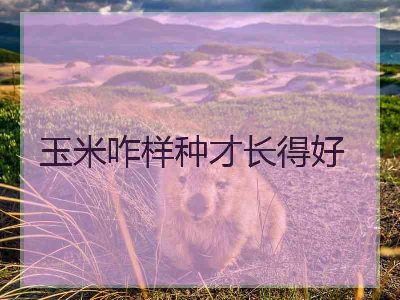 玉米咋样种才长得好