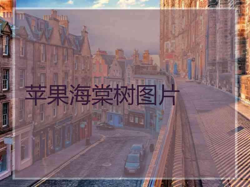 苹果海棠树图片