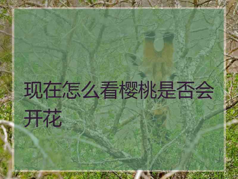 现在怎么看樱桃是否会开花