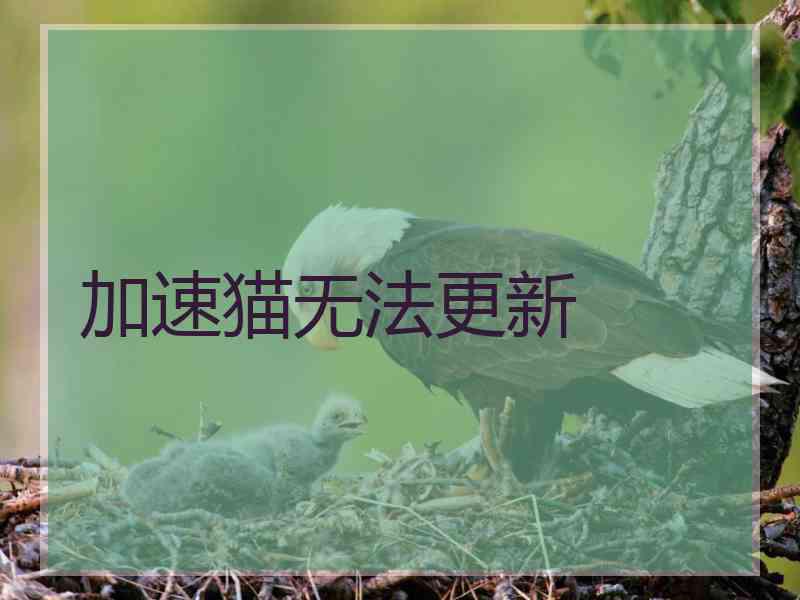 加速猫无法更新