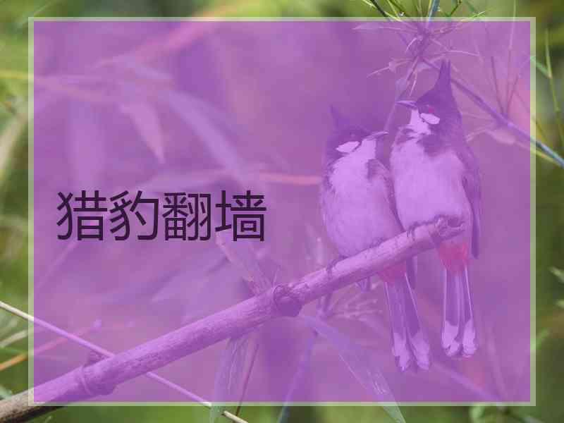 猎豹翻墙