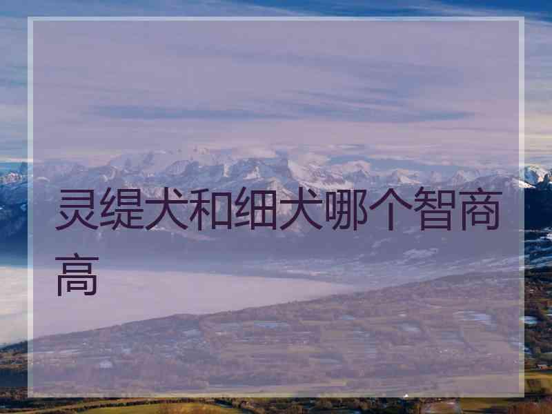 灵缇犬和细犬哪个智商高