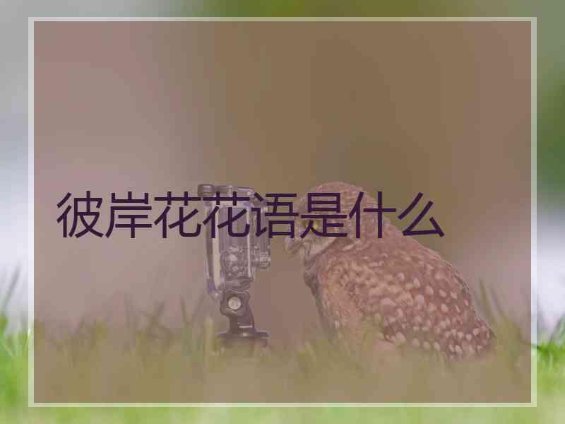 彼岸花花语是什么