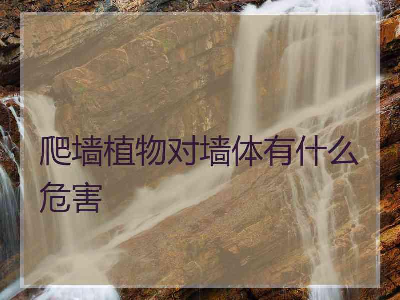爬墙植物对墙体有什么危害