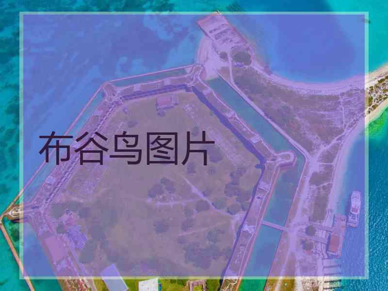 布谷鸟图片