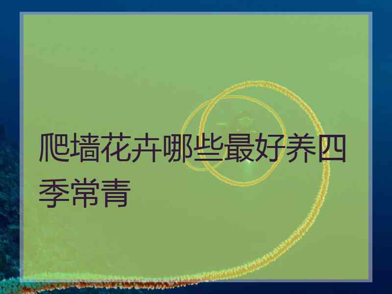 爬墙花卉哪些最好养四季常青