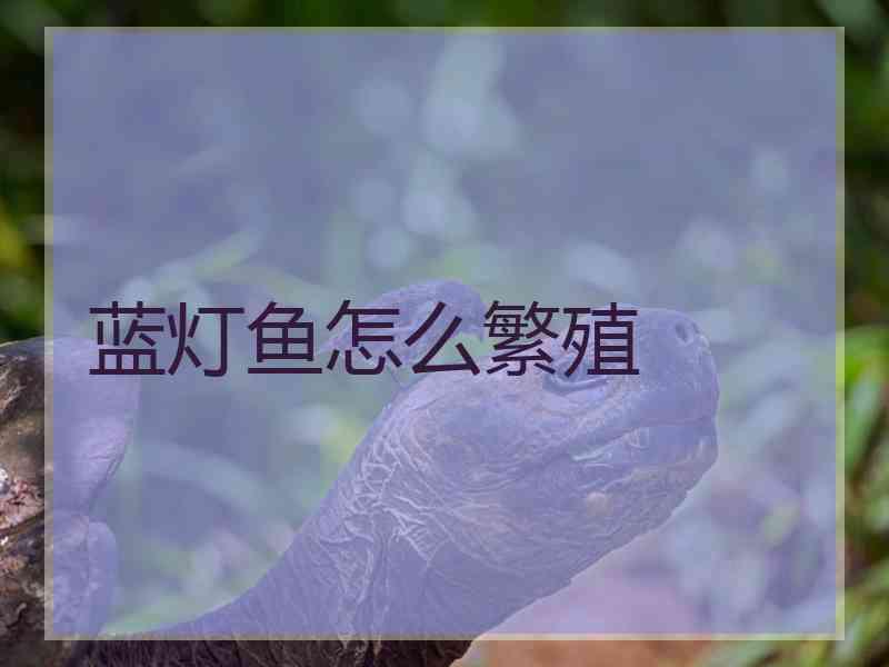 蓝灯鱼怎么繁殖