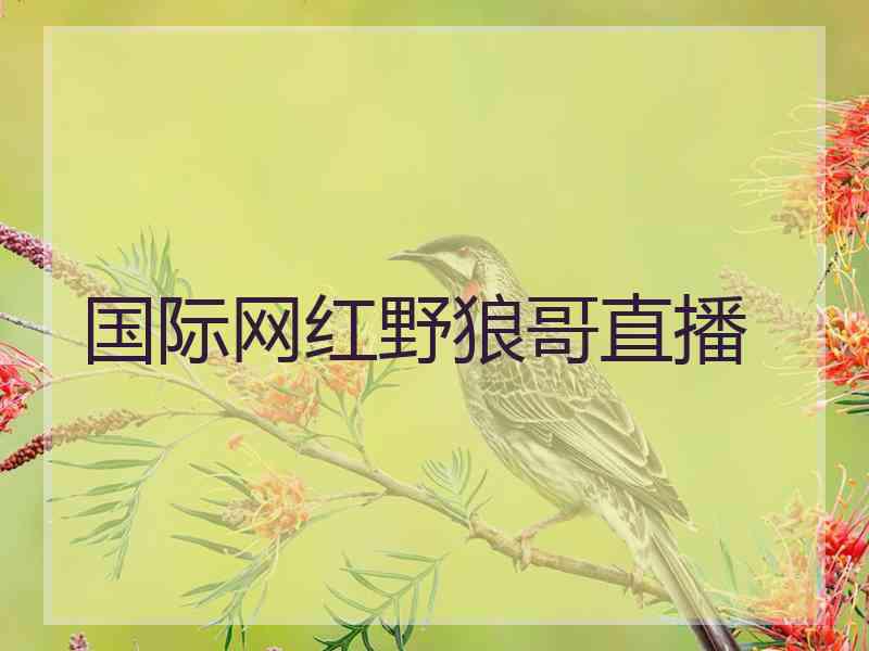 国际网红野狼哥直播