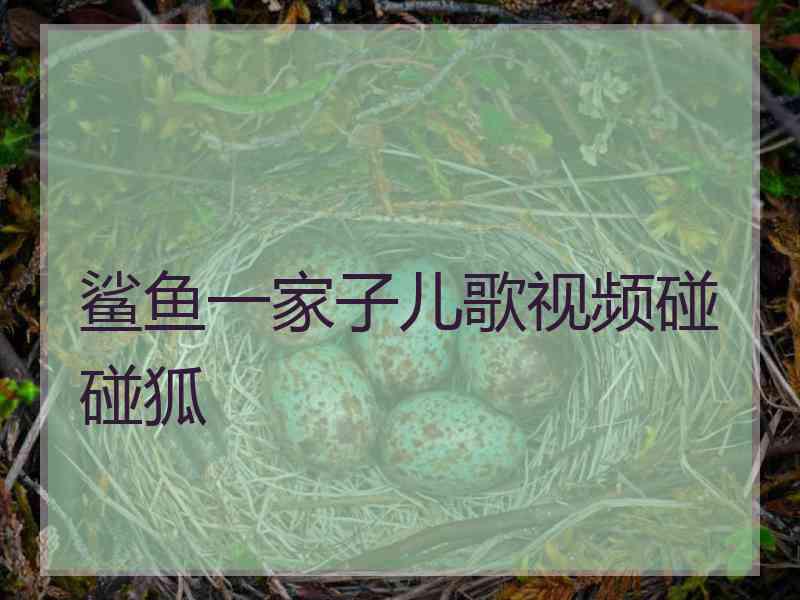 鲨鱼一家子儿歌视频碰碰狐