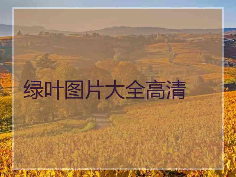 绿叶图片大全高清