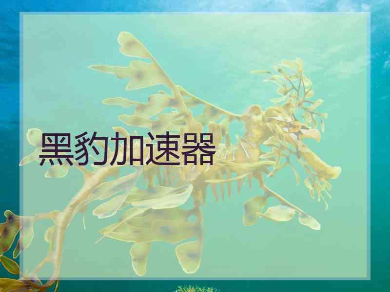 黑豹加速器